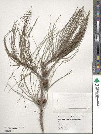 Casuarina cunninghamiana image