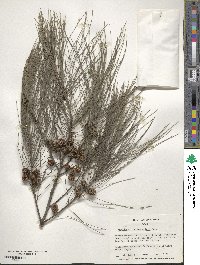 Casuarina cunninghamiana image