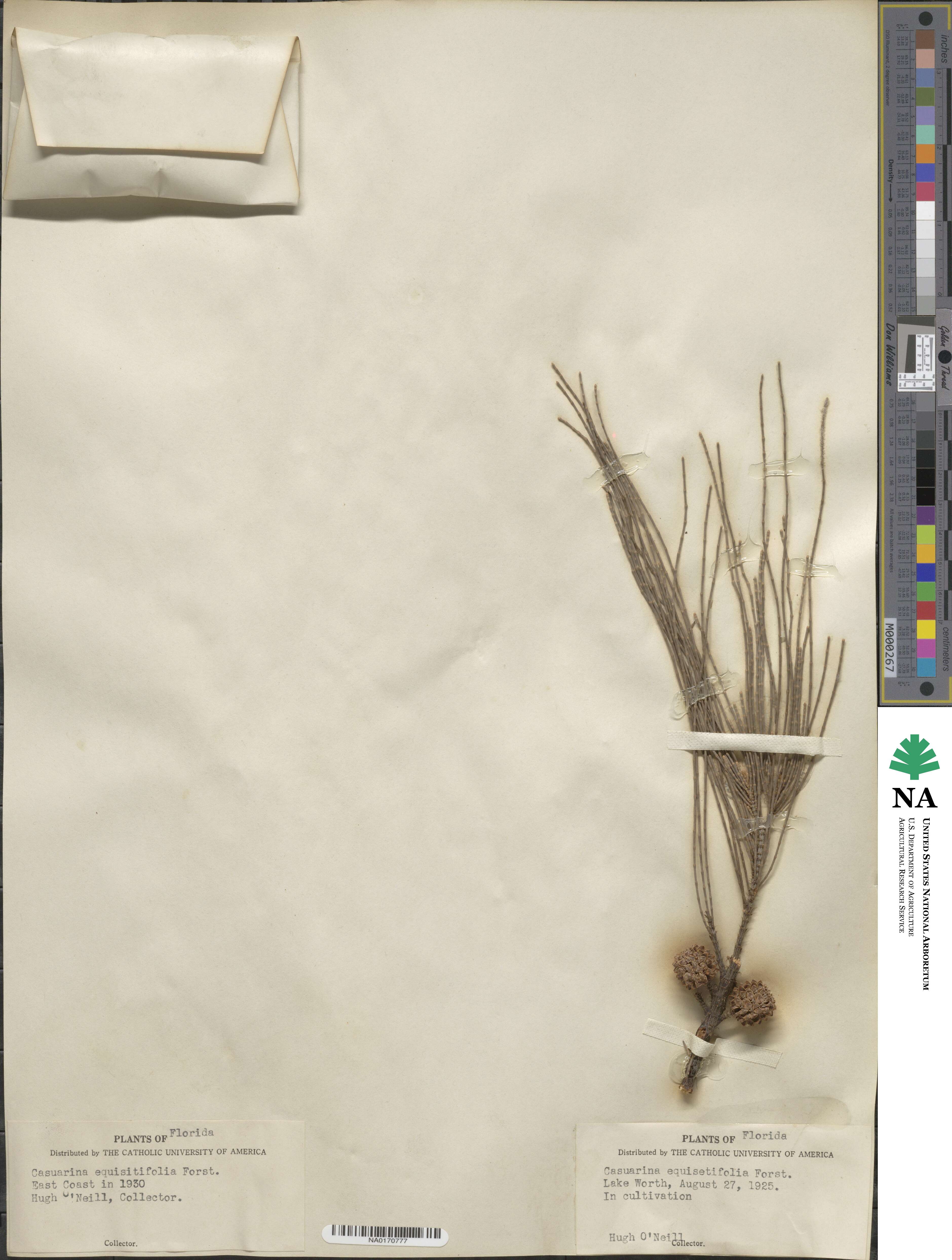 Casuarina cunninghamiana image