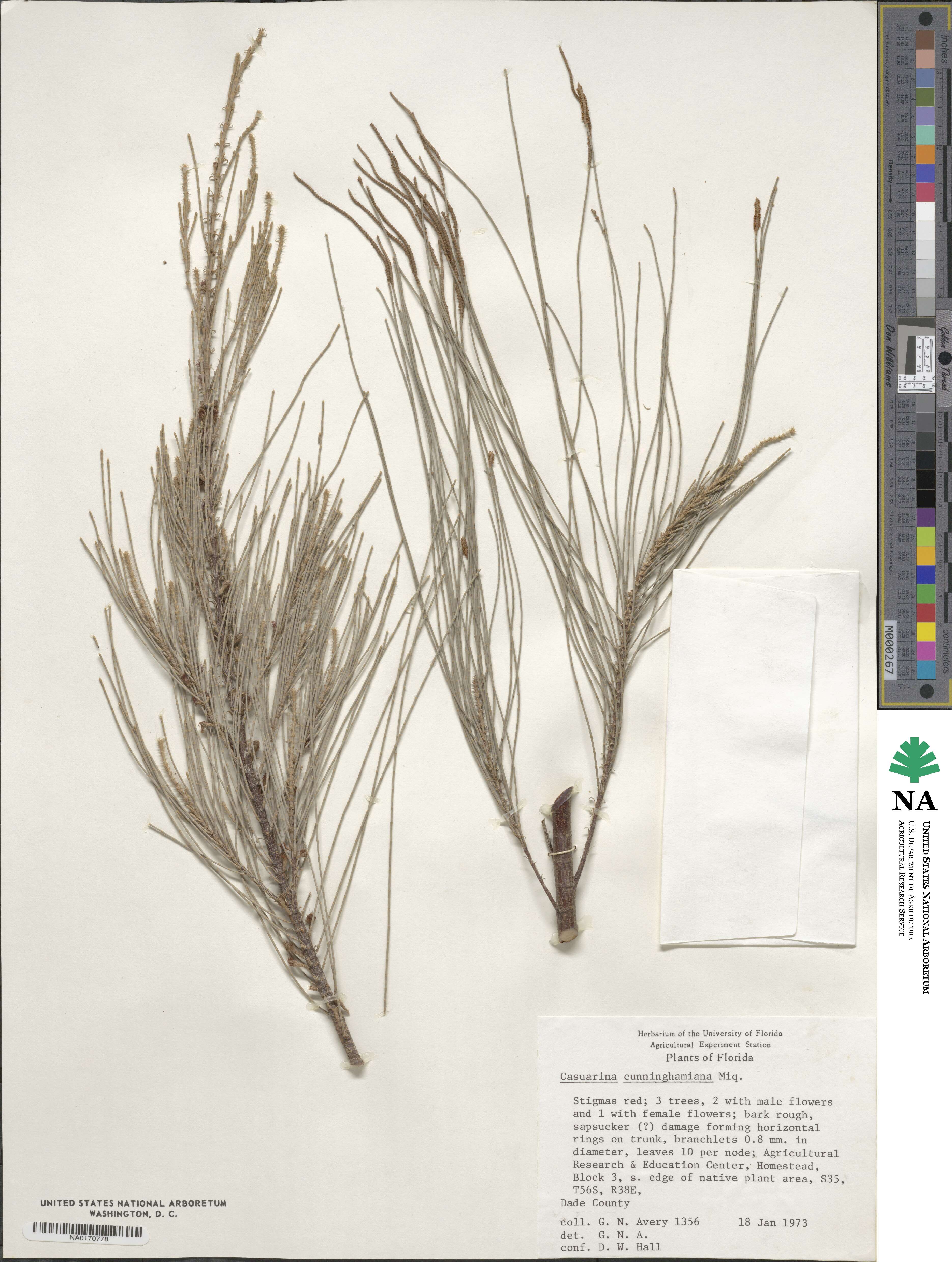 Casuarina cunninghamiana image