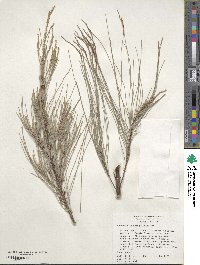 Casuarina cunninghamiana image