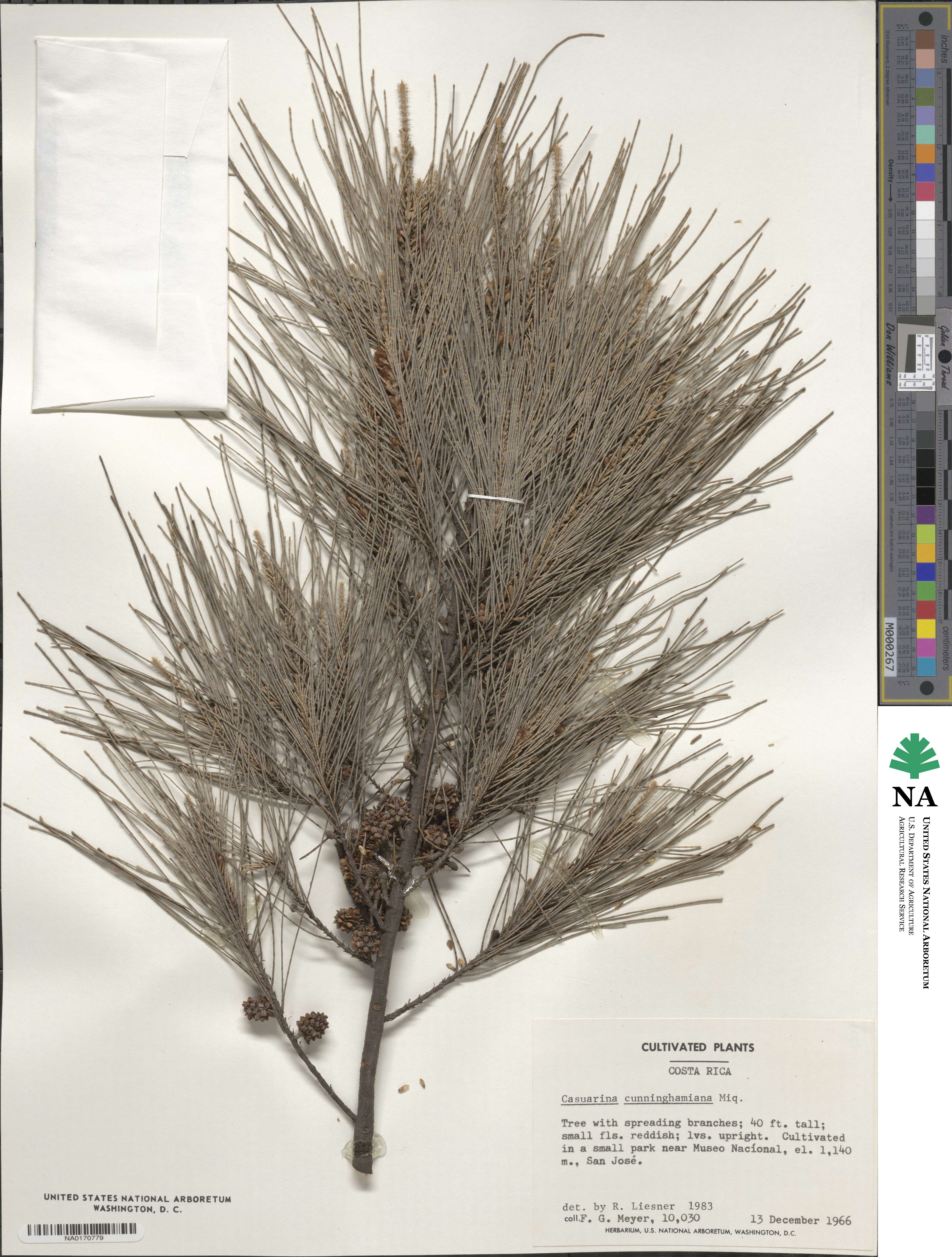 Casuarina cunninghamiana image