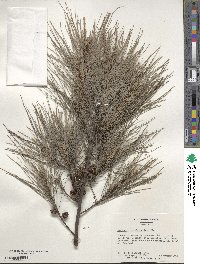 Casuarina cunninghamiana image