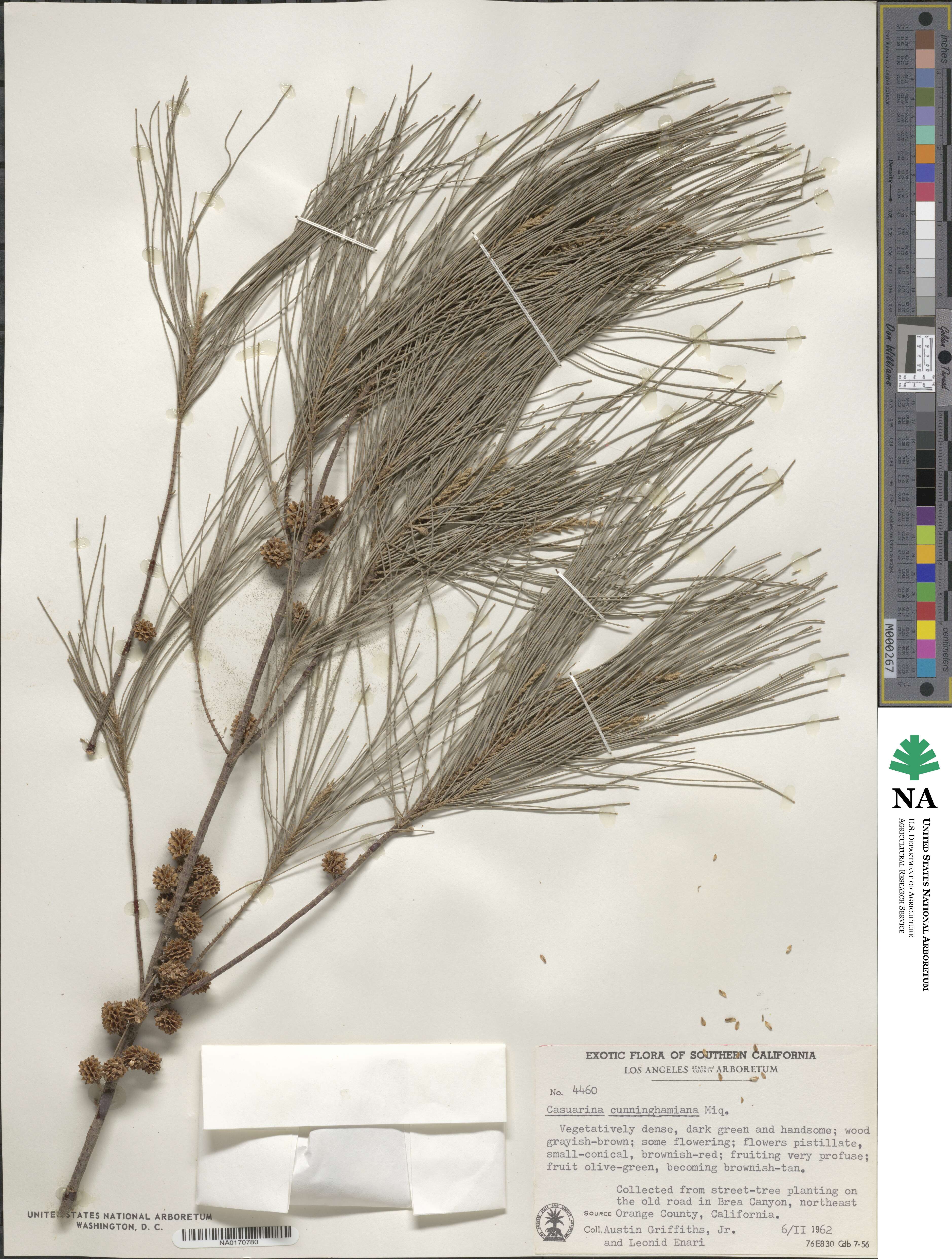 Casuarina cunninghamiana image