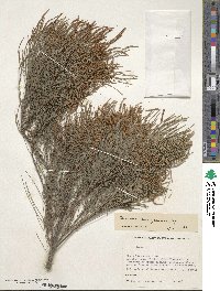 Casuarina cunninghamiana image