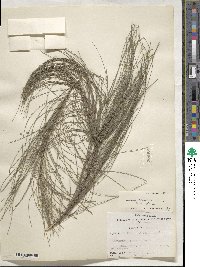 Casuarina cunninghamiana image