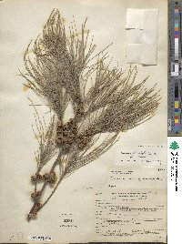 Casuarina cunninghamiana image