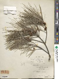 Casuarina cunninghamiana image