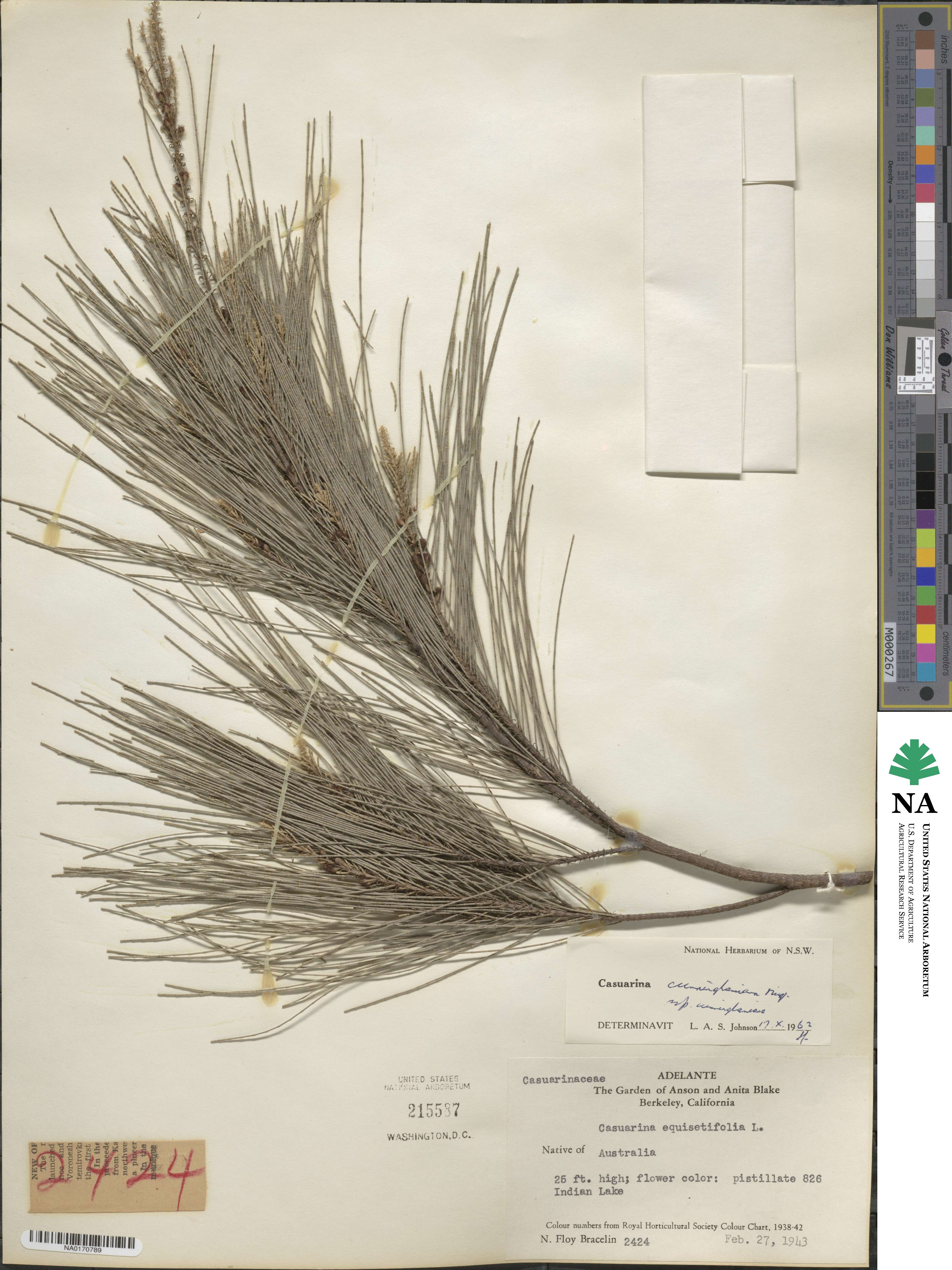 Casuarina cunninghamiana image