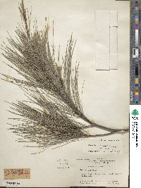 Casuarina cunninghamiana image