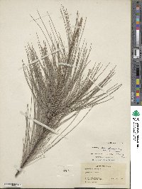 Casuarina cunninghamiana image