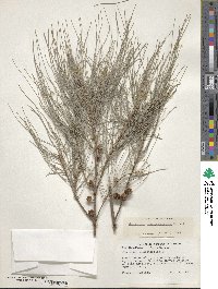 Casuarina cunninghamiana image