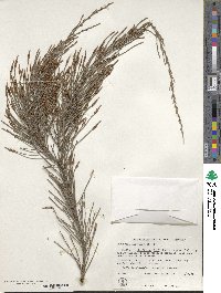 Allocasuarina distyla image