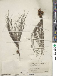 Casuarina equisetifolia image