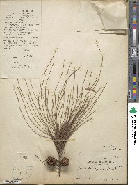 Casuarina equisetifolia image