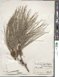 Casuarina equisetifolia image