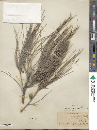 Casuarina equisetifolia image