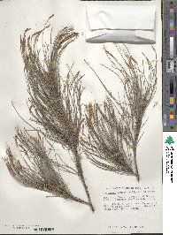 Casuarina equisetifolia image