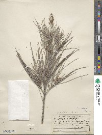 Casuarina equisetifolia image