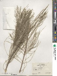 Casuarina equisetifolia image