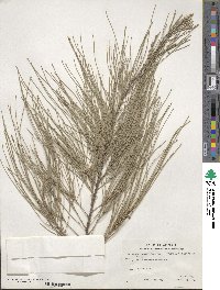 Casuarina equisetifolia image