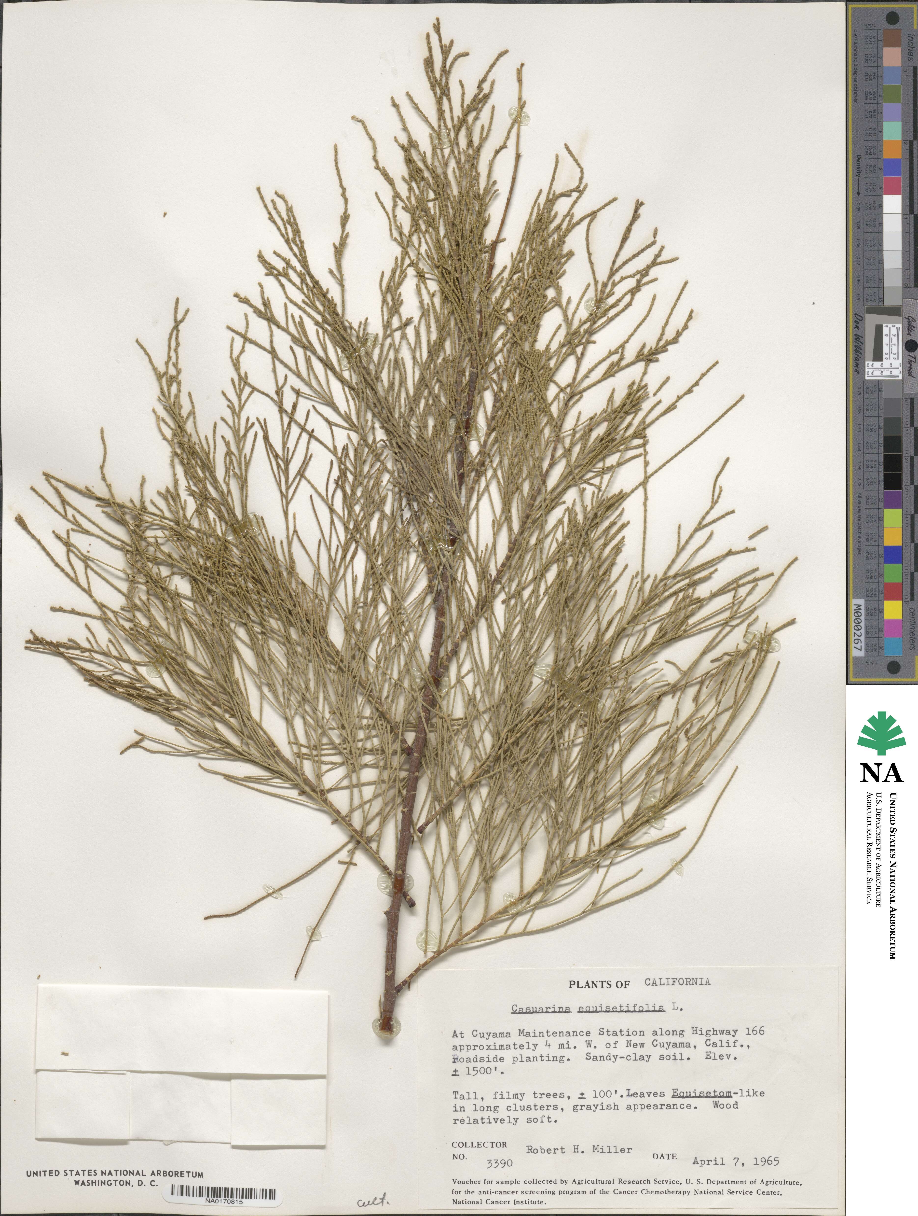 Casuarina equisetifolia image