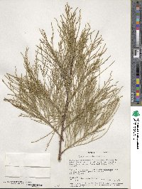 Casuarina equisetifolia image