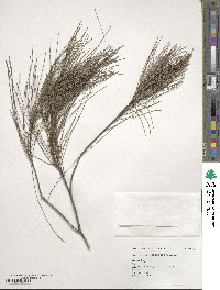 Casuarina equisetifolia image