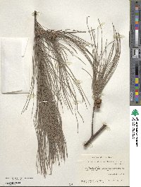 Casuarina equisetifolia image