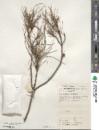 Casuarina equisetifolia image