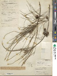 Casuarina equisetifolia image