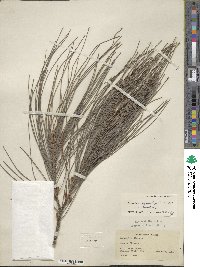 Casuarina equisetifolia image