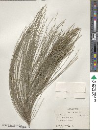 Casuarina equisetifolia image