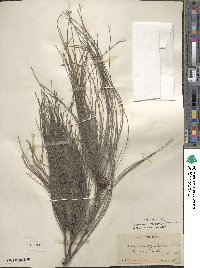 Casuarina equisetifolia image