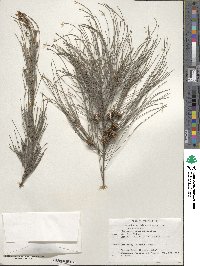 Casuarina equisetifolia image