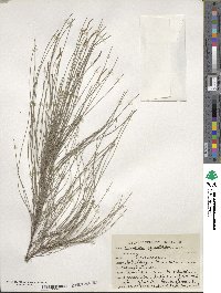 Casuarina equisetifolia image