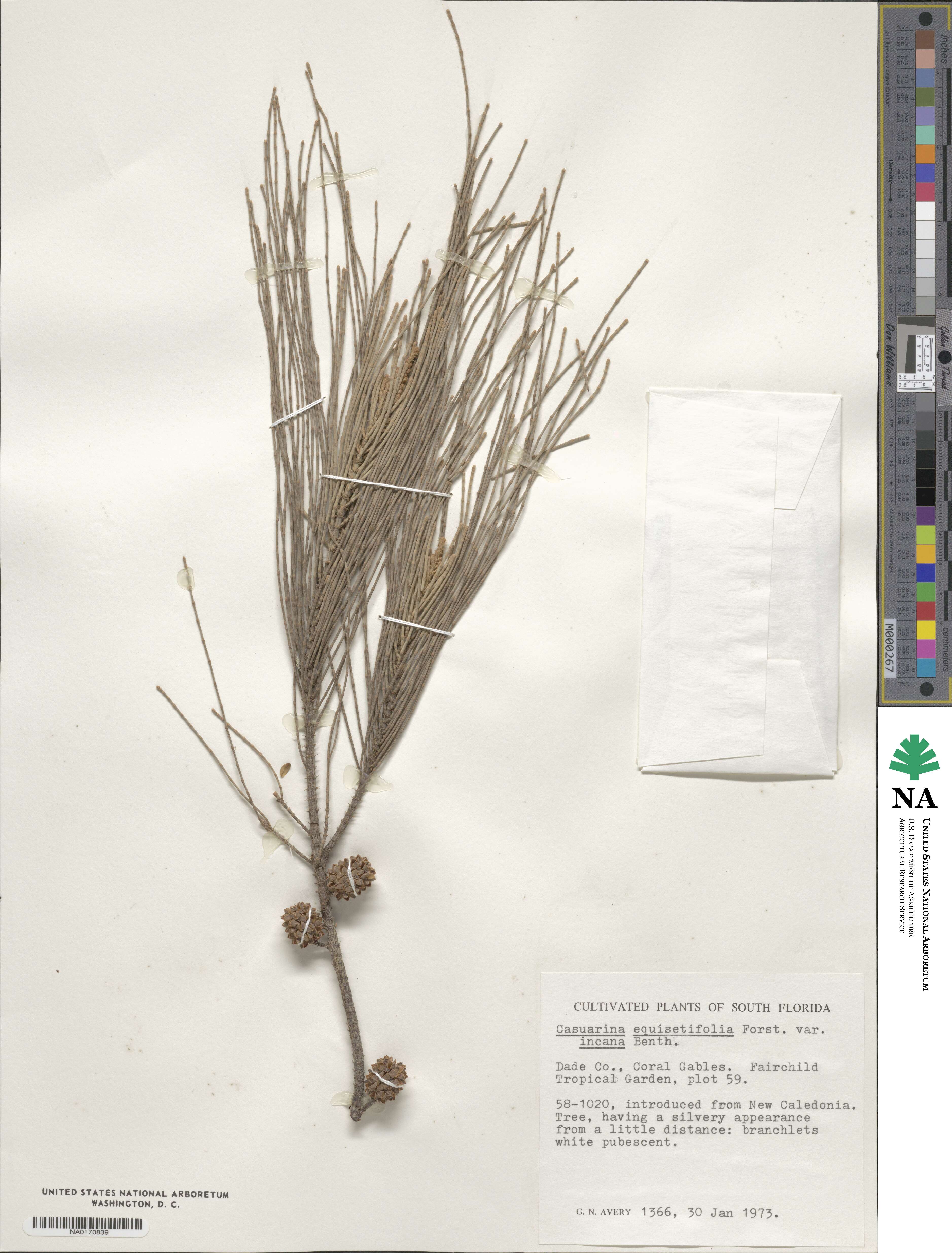 Casuarina equisetifolia subsp. incana image