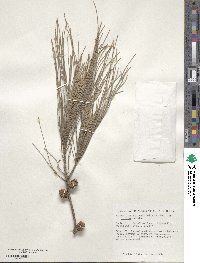 Casuarina equisetifolia image