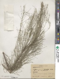 Image of Allocasuarina fraseriana