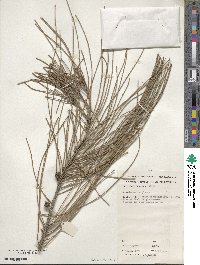 Casuarina glauca image