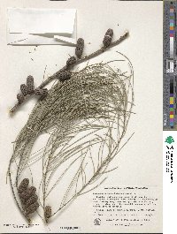 Image of Allocasuarina helmsii