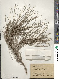 Casuarina cristata image