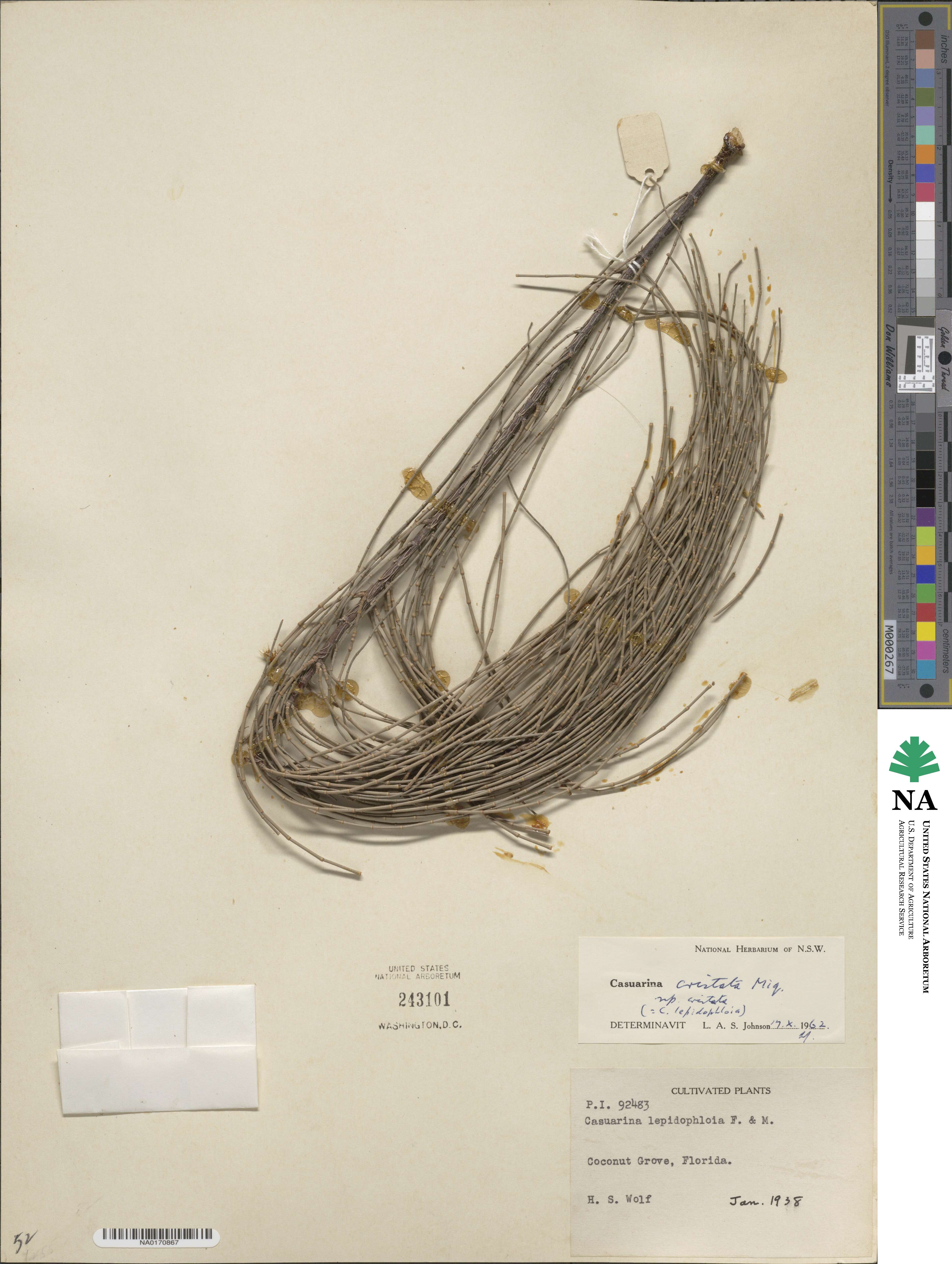 Casuarina cristata image