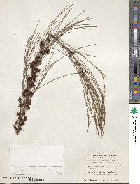 Allocasuarina littoralis image