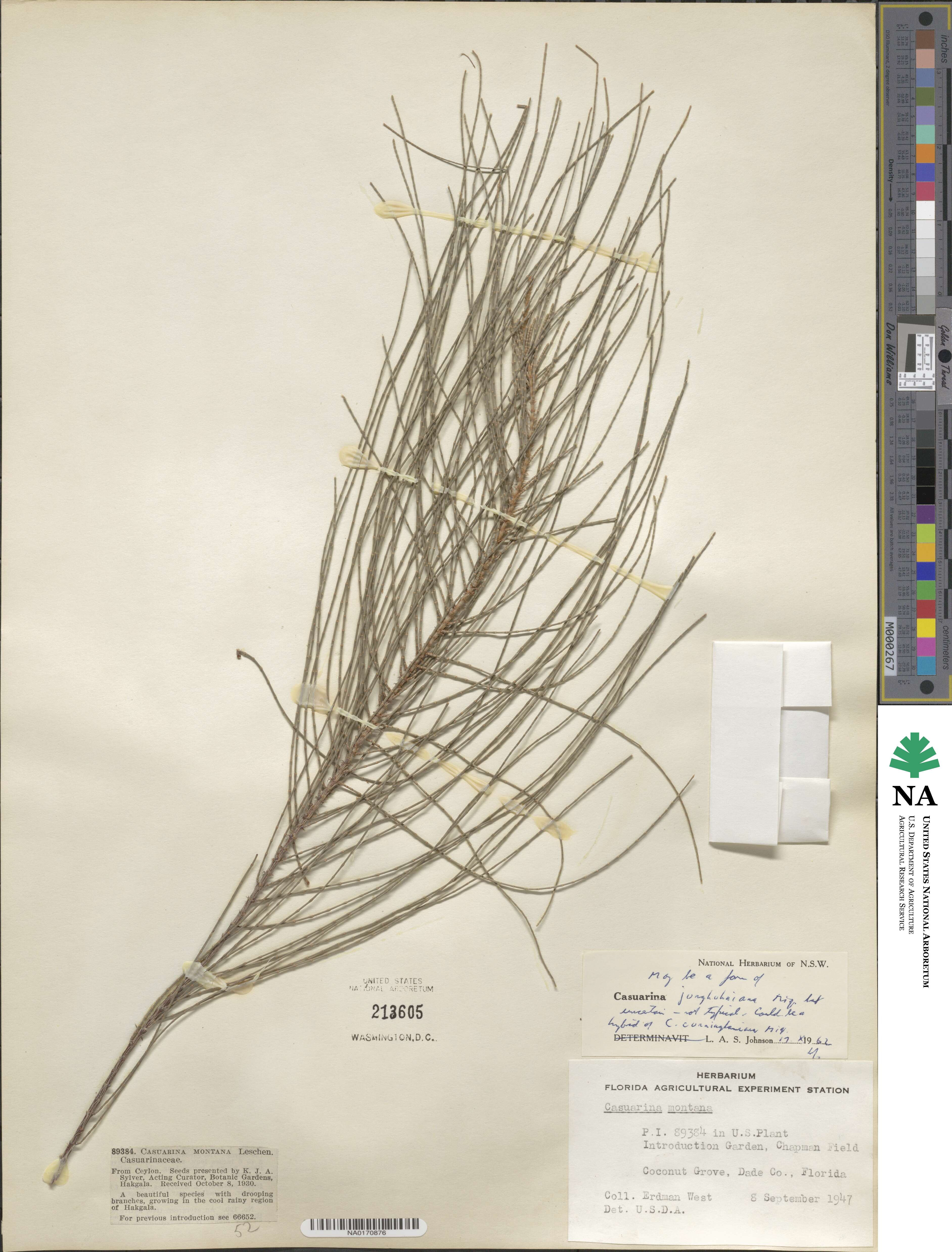 Casuarina junghuhniana image