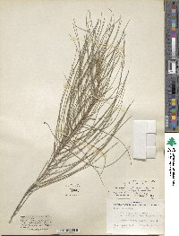 Casuarina junghuhniana image