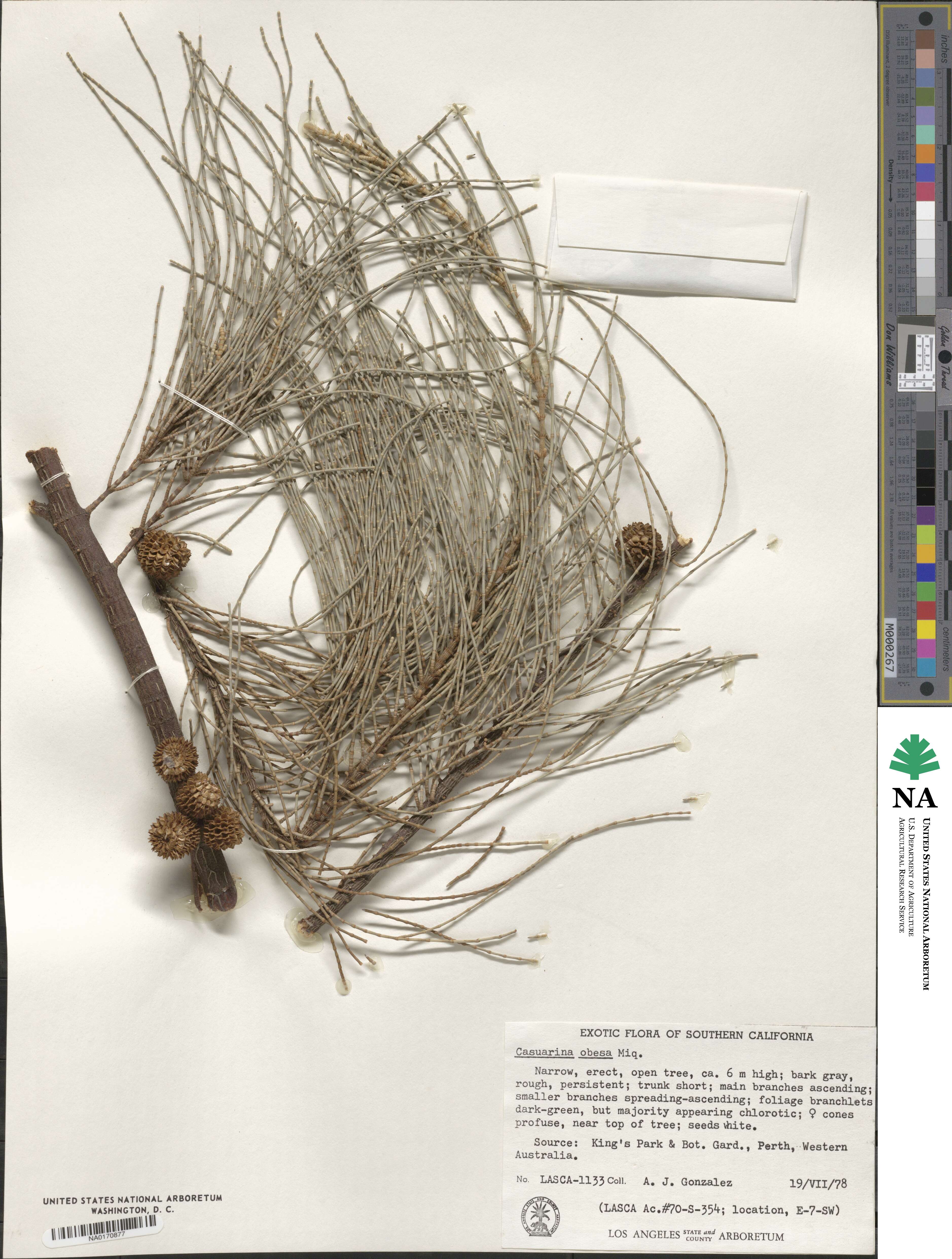 Casuarina obesa image