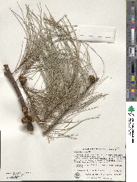 Image of Casuarina obesa