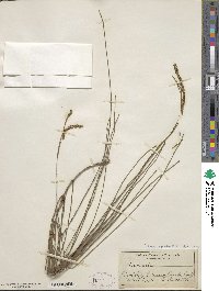 Casuarina stricta image