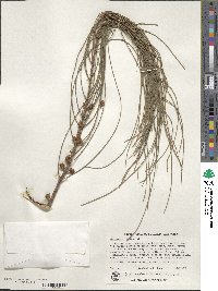 Casuarina stricta image